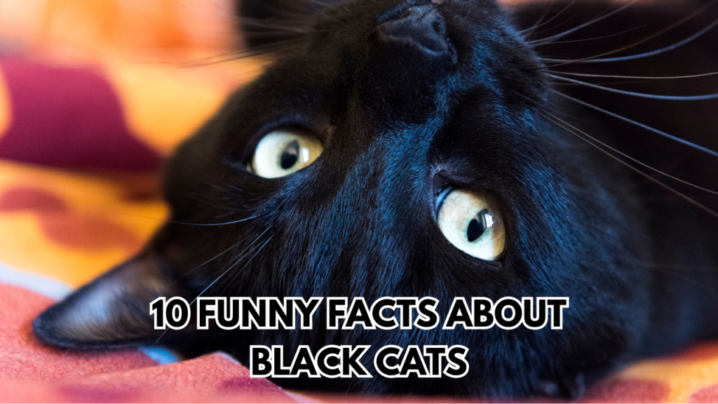 black-cat