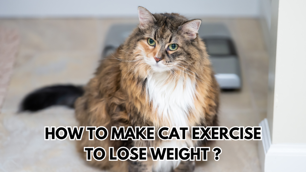 cat-exercise-lose-weight