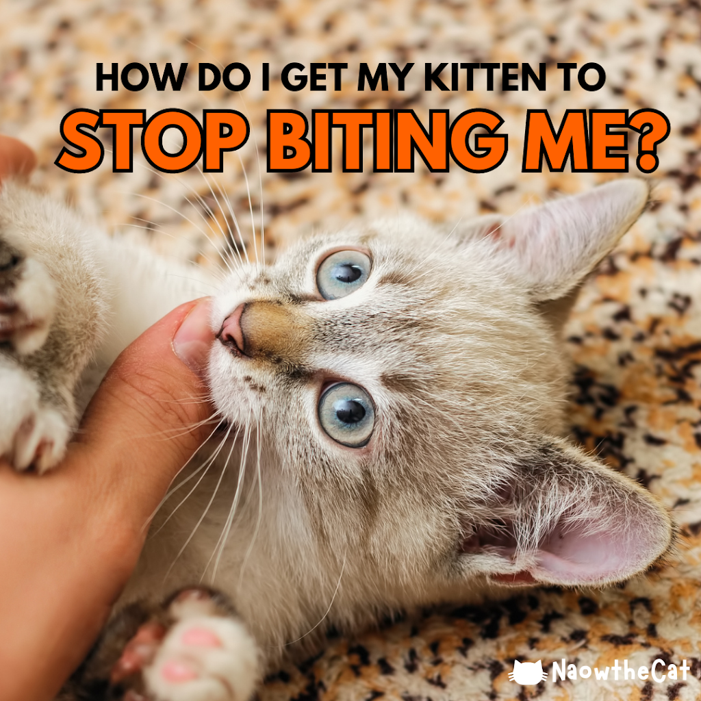 How Do I Get My Kitten to Stop Biting Me?