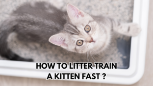 litter-train-kitten