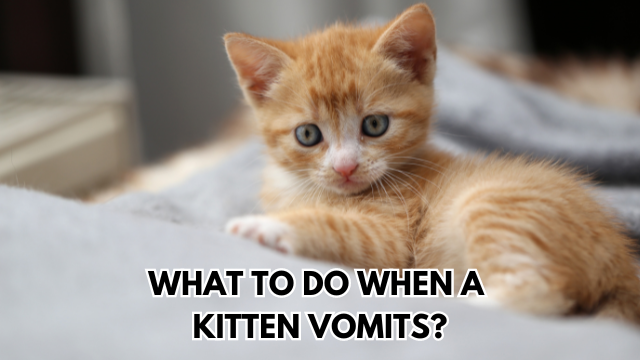 kitten-vomit