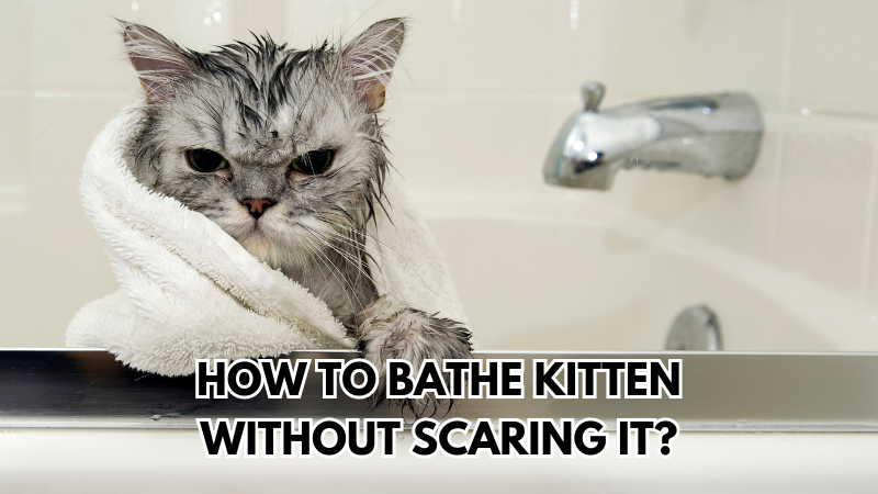 bathe-kitten