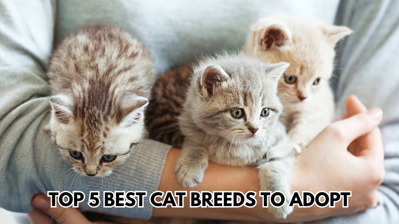 cat breeds to adopt