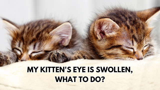 kitten-eye-swollen