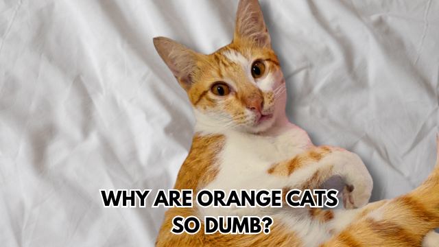 orange-cats