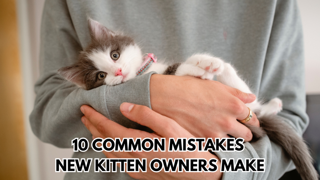 New Kitten Owners