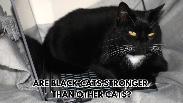 black cats stronger