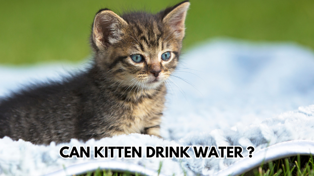 kitten drink water