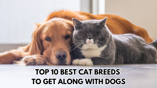 Top 10 Best Cat Breeds to Get Along with Dogs