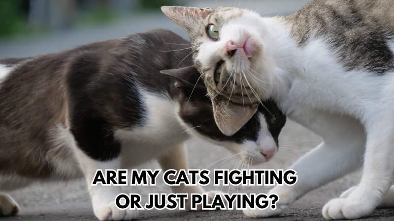 Cats-Fighting