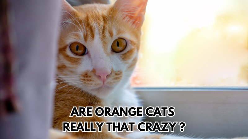 Are Orange Cats Really That Crazy ?