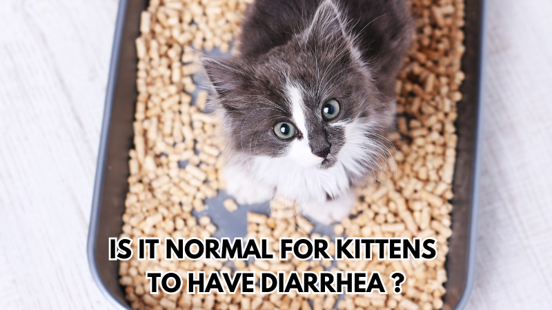 Is It Normal for Kittens to Have Diarrhea