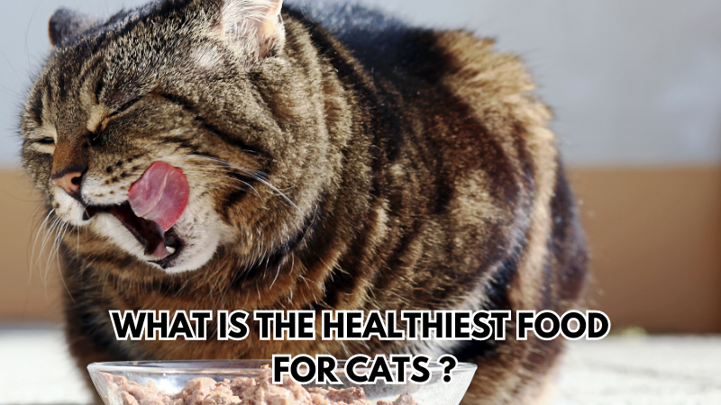 What Is the Healthiest Food for Cats