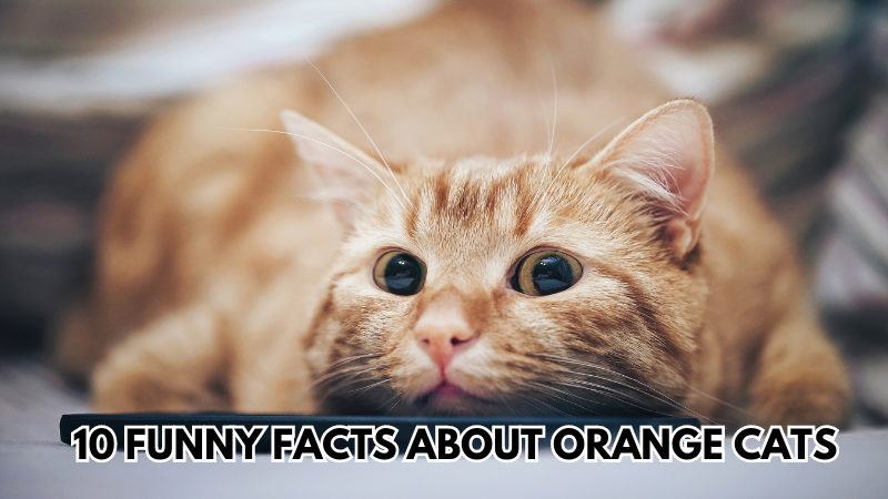 orange-cats