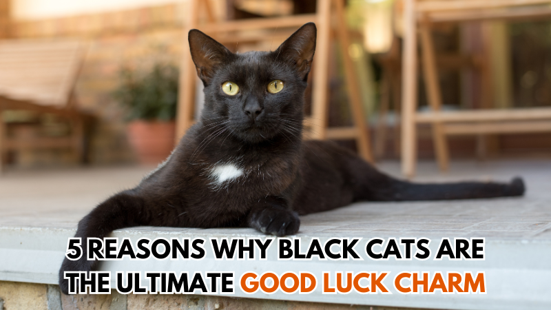 Black Cats Are the Ultimate Good Luck Charm