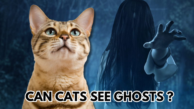 Can Cats See Ghosts