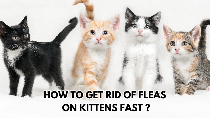 How to Get Rid of Fleas on Kittens Fast