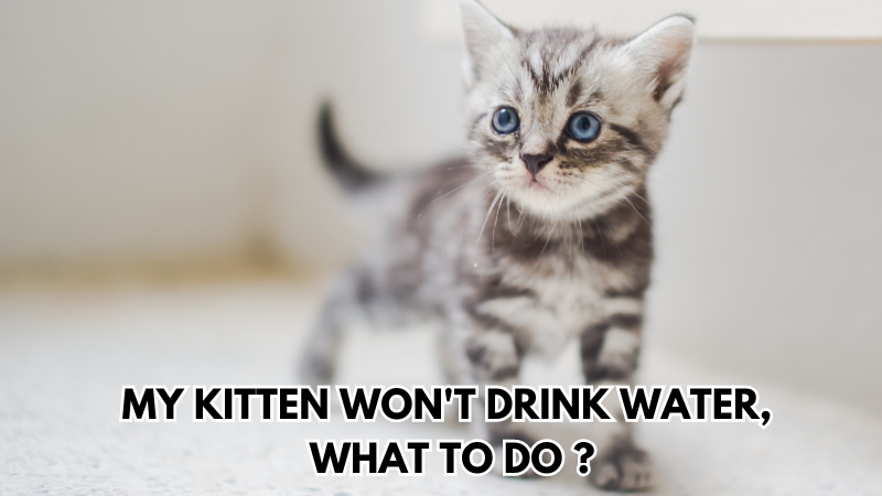 kitten-drink