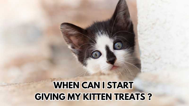 kitten-treats