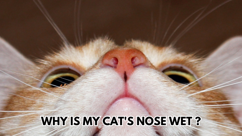 cats-nose