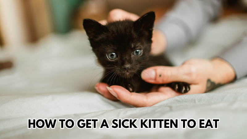 sick-kitten