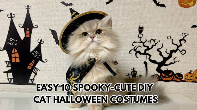 Cat-Halloween-Costumes