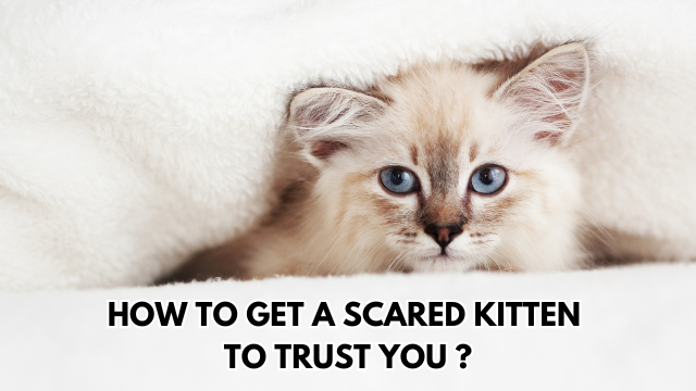 Scared-Kitten