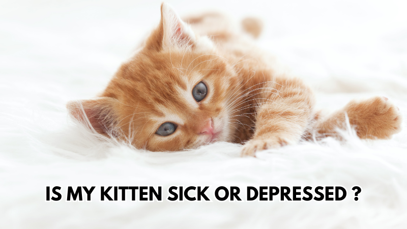 Kitten-Sick