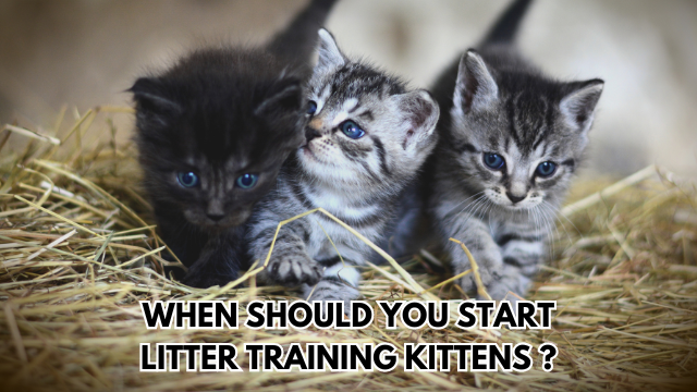 Litter-Training-Kittens