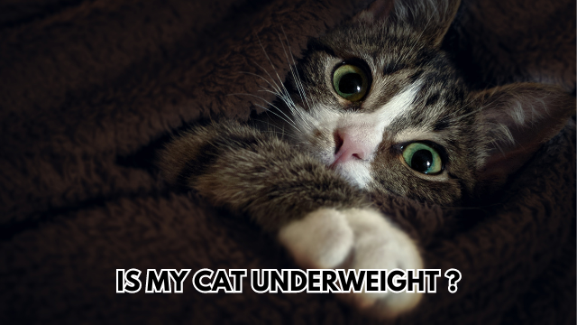 cat-underweight