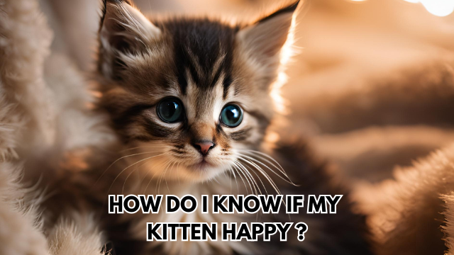 kitten-is-happy