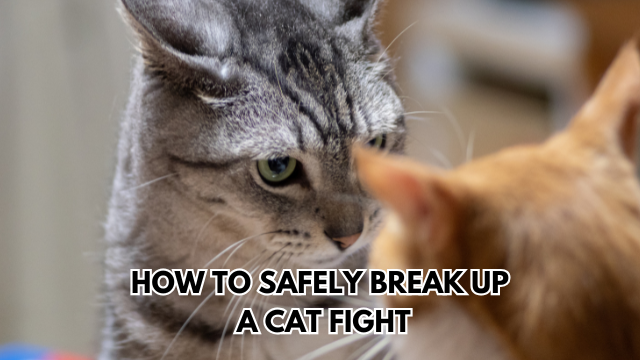 Break-up-a-Cat-Fight