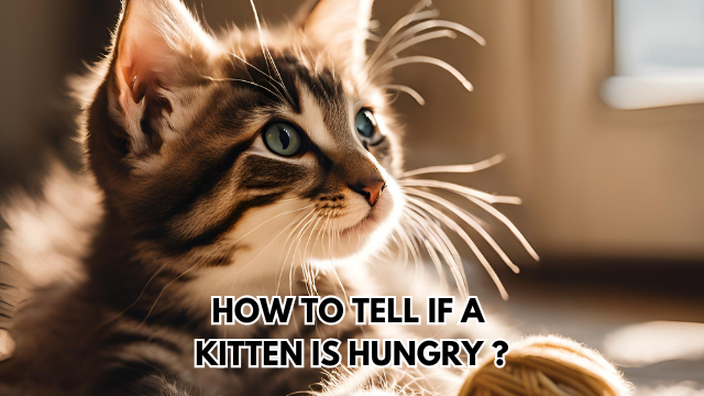 kitten-is-hungry