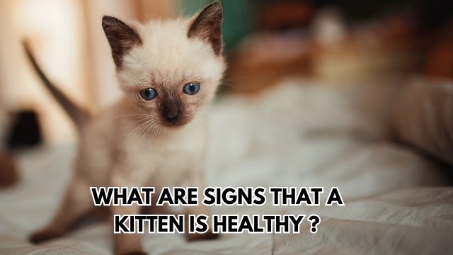 Kitten-Is-Healthy