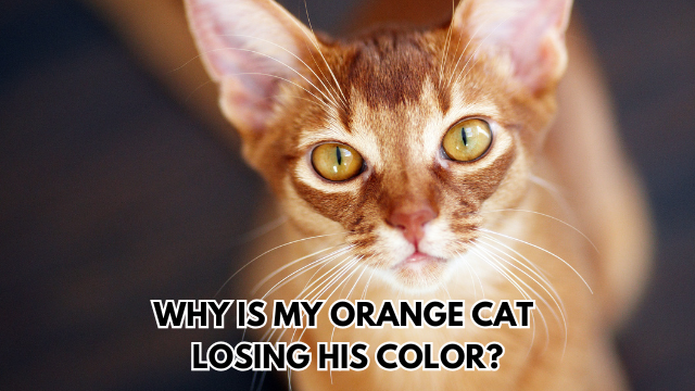 orange-cat