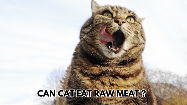 can-cat-eat-raw-meat