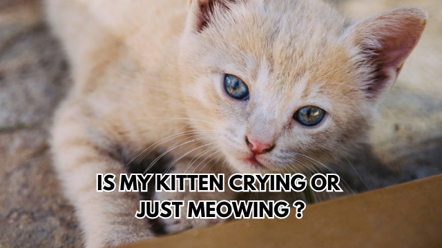 kitten-crying