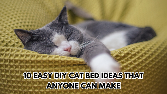 DIY-Cat-Bed