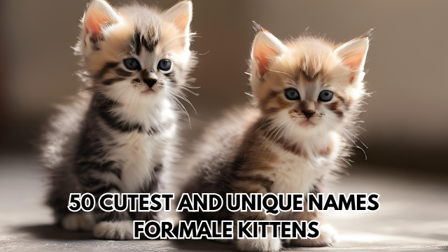 Names-for-Male-Kittens