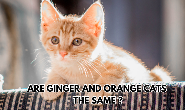 ginger-cats