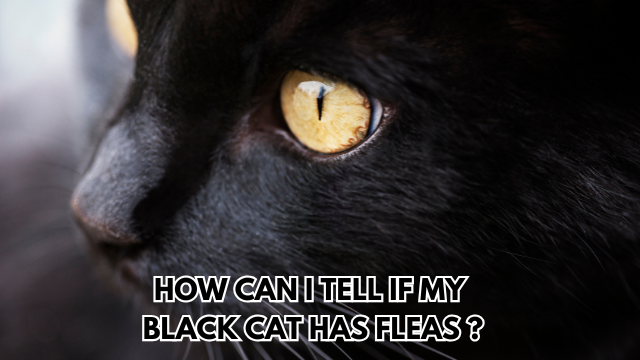 Black-Cat