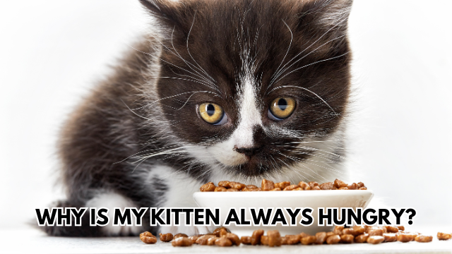 Kitten-Always-Hungry.