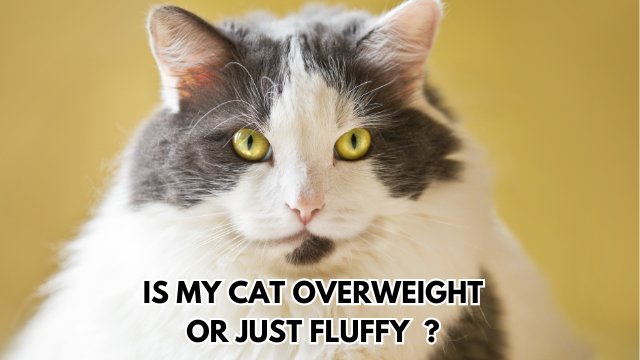 cat-overweight