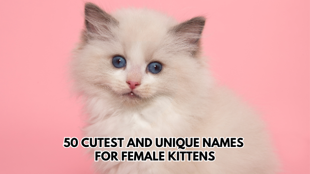 Unique-Names-for-Female-Kittens