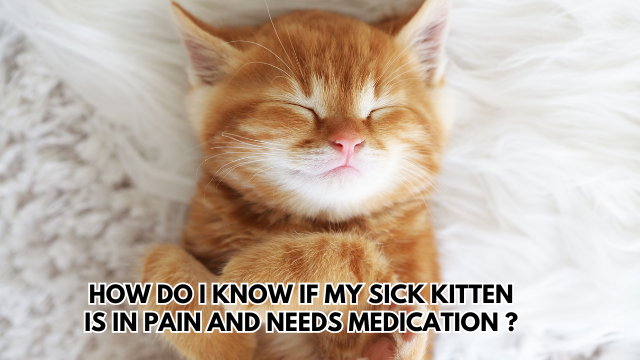 Sick-Kitten