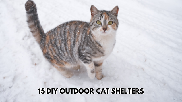 Outdoor-Cat-Shelters