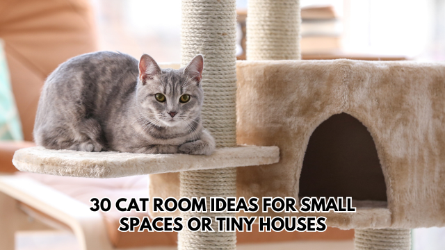 Cat-Room-Ideas