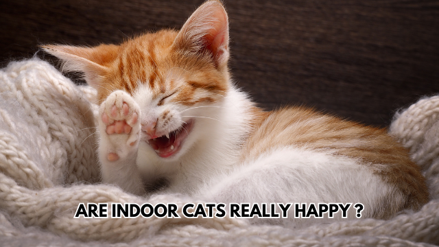 Indoor-Cats