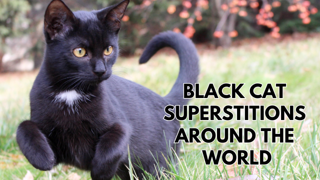 Black-Cats