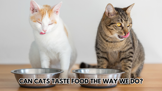 cats-taste-food